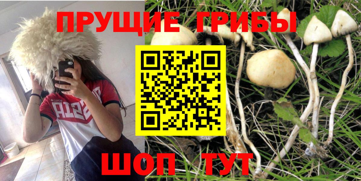 Псилоцибиновые грибы прущие грибы Кудрово
